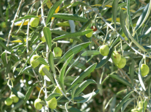 Comment créer une entreprise de transformation de l'huile d'olive au Maroc